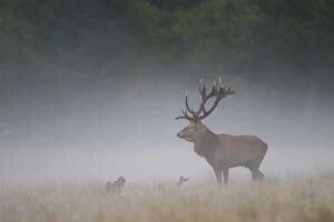 Stag Gallery: Red Deer - stag in morning mist - Denmark     Date: 13-Sep-16