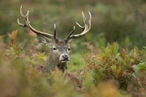 Red Deer Stag - Richmond Park - London - UK