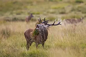 Red Deer - Stag roaring with bracken on antlers - Richmond Park UK 14961
