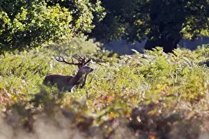 Call Prints: Red Deer - Stag roaring in bracken - Richmond Park UK 14948