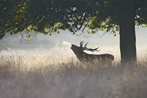 Red Deer - stag roaring in mist - Richmond Park UK 007851