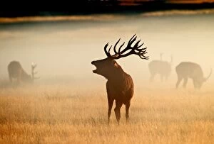 Red Deer - stag roaring in mist at sunrise