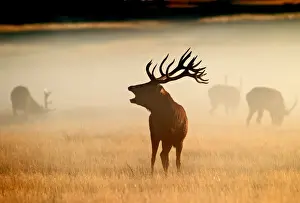 Sunrise Prints: Red Deer - stag roaring in mist at sunrise - Richmond Park UK 15034