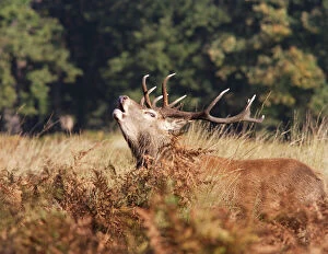 Deer Collection: Red deer stag - roaring Richmond Park UK 006354