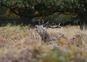 Images Dated 19th October 2008: Red deer stag - roaring Richmond Park UK 006362