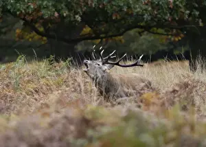 Red deer stag - roaring Richmond Park UK 006362