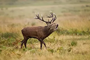 Call Prints: Red Deer - Stag roaring - Richmond Park UK 14952