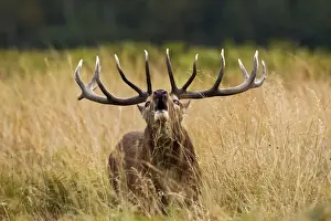 Call Prints: Red Deer - Stag roaring - Richmond Park UK 14953