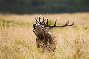 Call Prints: Red Deer - Stag roaring - Richmond Park UK 14957