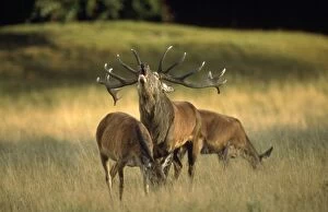 Red Deer - stag roaring during rutting season