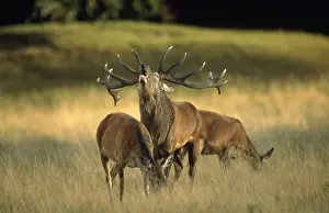 Hind Prints: Red Deer - stag roaring during rutting season