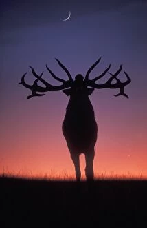 Images Dated 13th June 2011: Red Deer - stag roaring during rutting season, dusk