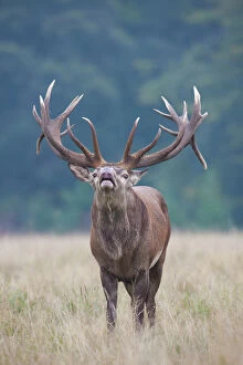 Stag Gallery: Red Deer  stag in rut  Denmark