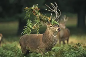 Red Deer - Stag in rut - UK - Second largest European deer - Antlers up to 71 cm long - Although great diversity of habitat-eg woodland-grassland-moor-scrub-generally occupies woodland