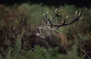 Red Deer - Stag rutting