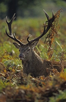 Red Deer - Stag rutting with bracken on antlers Red Deer - Stag rutting with bracken on antlers