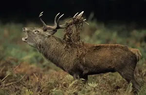Bracken Prints: Red Deer - Stag rutting with bracken on antlers, UK