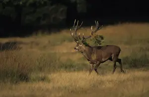 Bracken Prints: Red Deer - Stag rutting with bracken on antlers, UK