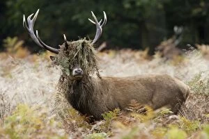 Red deer stag - rutting - with braken in antlers