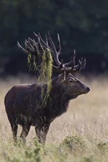 Images Dated 19th September 2015: Red Deer stag during rutting season in autumn Denmark
