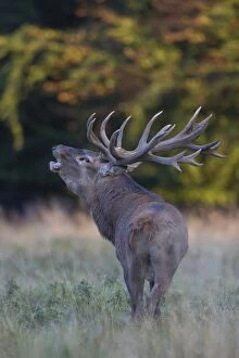 Red Deer stag during rutting season in autumn Denmark