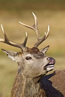 Deers Gallery: Red Deer - Stag scenting females close up