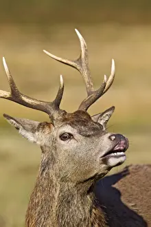 Adults Prints: Red Deer - Stag scenting females close up - Richmond Park UK 14947