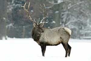 Images Dated 1st February 2010: Red Deer Stag - in snow covered landscape
