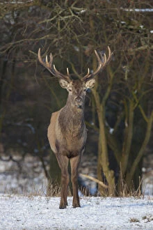 Stag Gallery: Red Deer - stag in snow - Denmark
