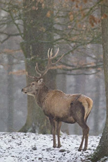 Stag Gallery: Red Deer - stag in snow - Germany