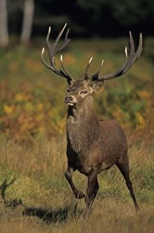 Red Deer - Stag stamping
