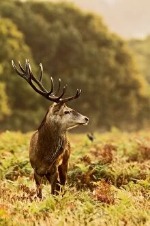 Red Deer - Stag at sunrise
