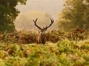 Images Dated 14th October 2011: Red Deer - Stag at sunrise - Richmond Park UK 14977