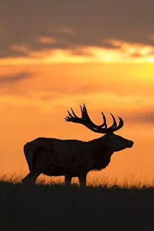 Stag Gallery: Red Deer - stag in sunset - Denmark