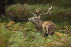Red Deer Stag - Tasting the Air - Richmond Park