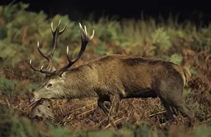 Bracken Prints: Red Deer - Stag tongue out, UK