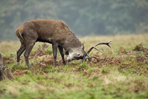 Red Deer Stag - Urinating - Antler Rubbing - Richmond
