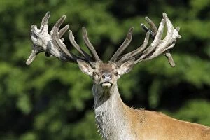 Red Deer - stag with velvet on antlers