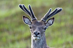 Antler Gallery: Red Deer - stag in velvet - close up of head