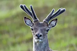 Deer Prints: Red Deer - stag in velvet - close up of head - North Uist - Outer Hebrides