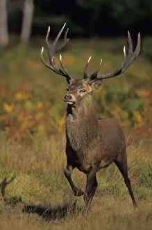Red Deer - Stag walking, UK