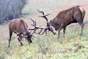 Agression Gallery: Red Deer - two stags fighting during rutting