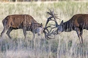 Images Dated 4th December 2012: Red Deer - two stags fighting during rutting
