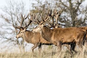 Images Dated 4th December 2012: Red Deer - stags. Haute Saone, France