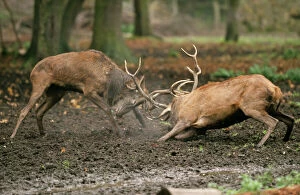 Red DEER - two stags / male fighting during rutting season