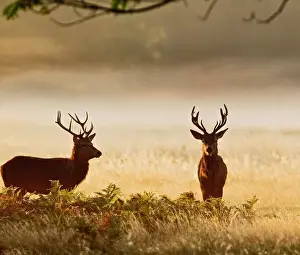 Deer Prints: Red Deer - stags in mist at sunrise - Richmond Park UK 14988
