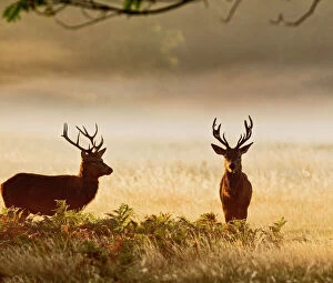 Images Dated 14th October 2011: Red Deer - stags in mist at sunrise - Richmond Park UK 14988
