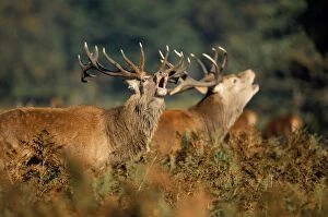 Images Dated 10th March 2005: Red Deer - Stags in rut UK