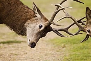 Red Deer - Stags rutting - close up