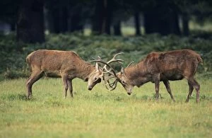 Images Dated 20th September 2006: Red Deer - Stags rutting, UK